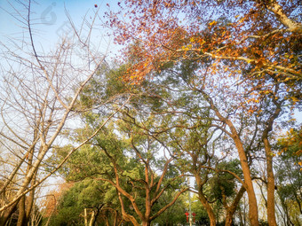 秋天枫树掉落树叶摄影图