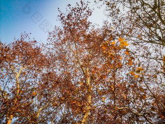 秋天枫树<strong>掉落</strong>树叶摄影图