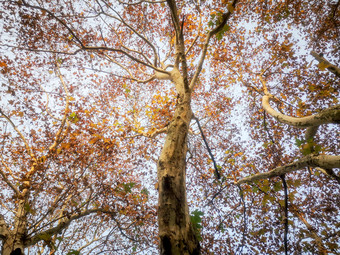 秋天枫树枯叶摄影图