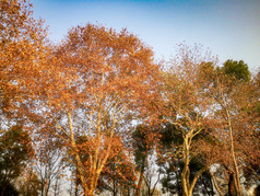 秋天枫树摄影图