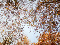 秋天枫树植物枯黄摄影图