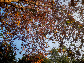 秋天枫树植物枯黄摄影图