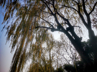 秋天枯黄柳树摄影图