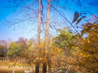 秋天枯黄树枝树叶植物摄影图