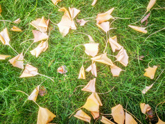 秋天枯萎银杏树叶植物摄影图
