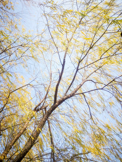 秋天柳树植物摄影图