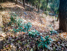 秋天漫山遍野落叶植物摄影图
