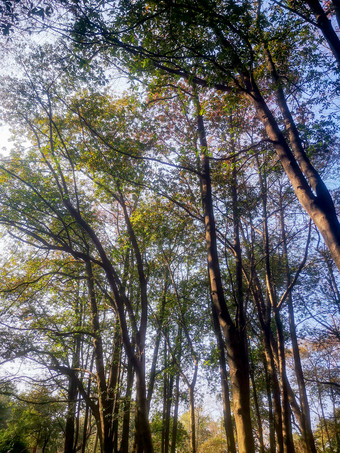 秋天森林笔直树木摄影图