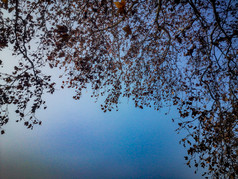秋天树枝树叶摄影图