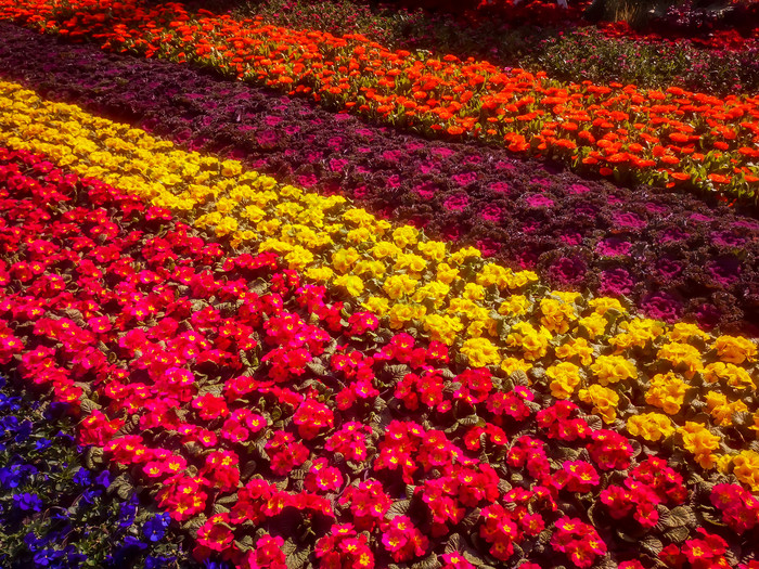 鲜花花朵摄影图