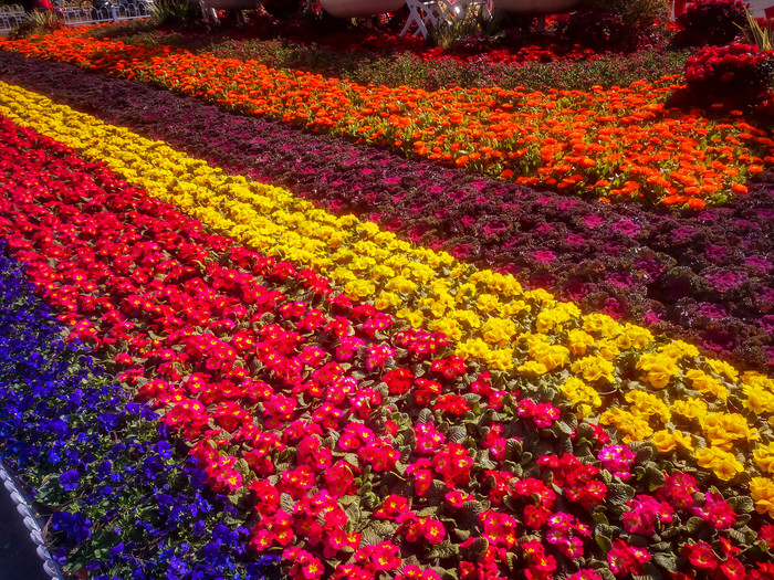 鲜花花朵摄影图