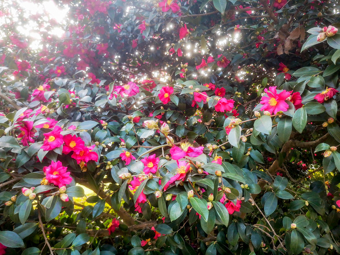 鲜花盛开山茶花摄影图