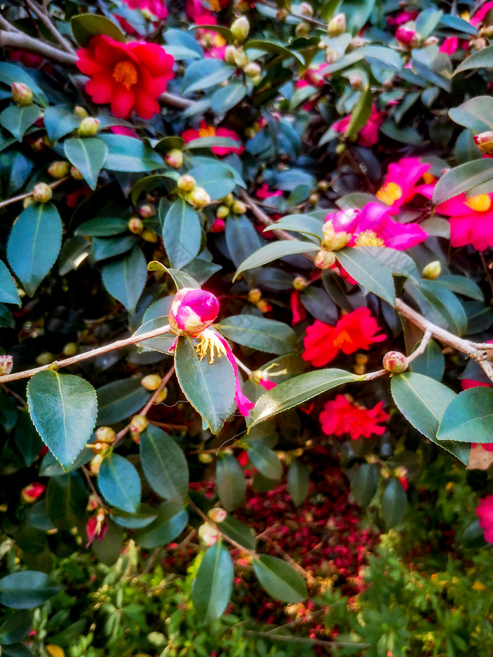 鲜花盛开山茶花摄影图