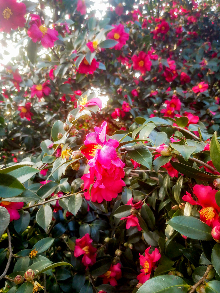 鲜花盛开山茶花摄影图