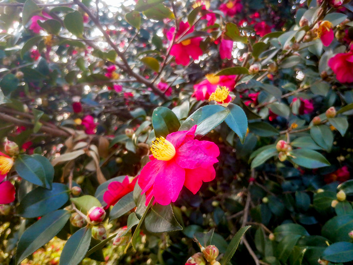 鲜花盛开山茶花摄影图