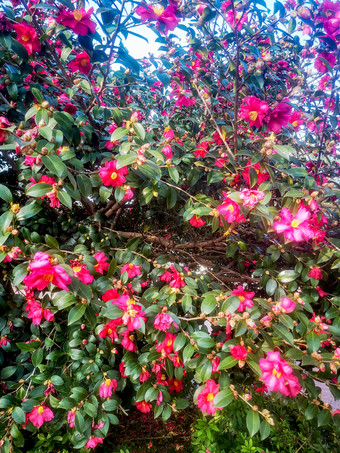 鲜花盛开山茶花摄影图