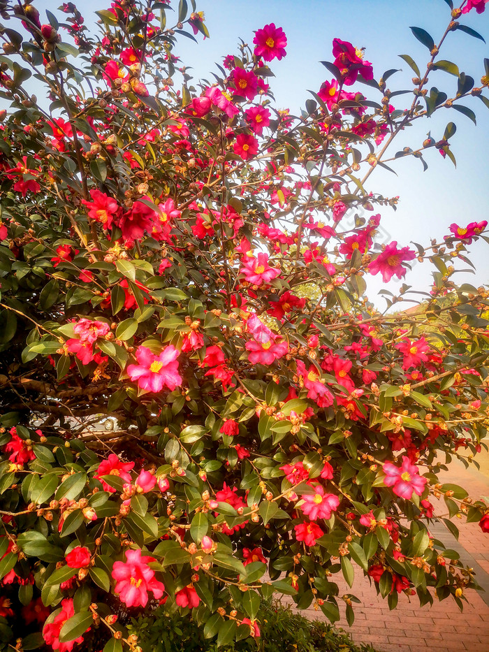 鲜花盛开山茶花摄影图