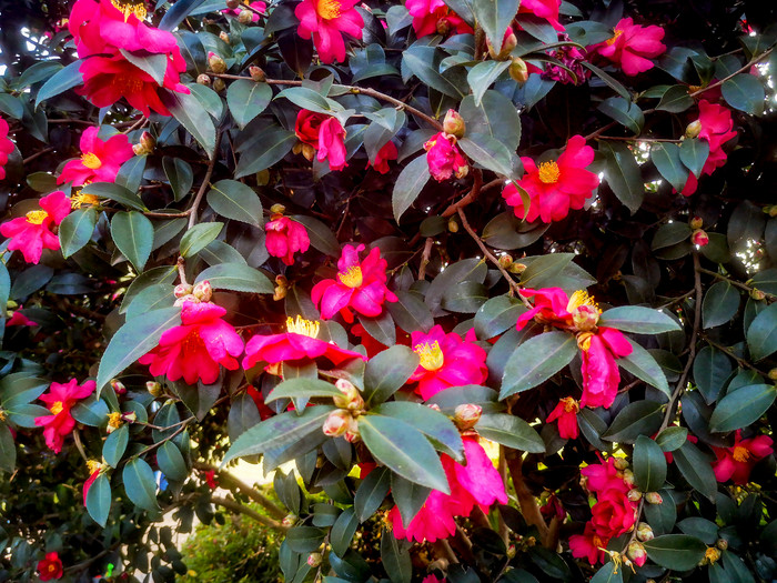 鲜花盛开山茶花摄影图