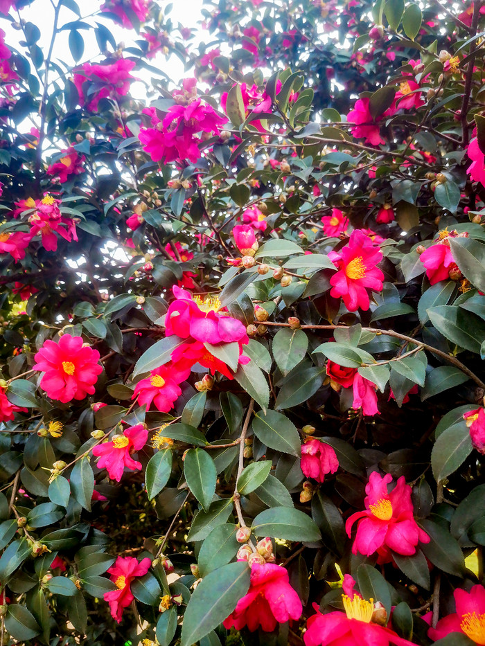 鲜花盛开山茶花摄影图