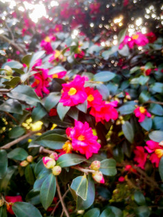 鲜花盛开山茶花摄影图