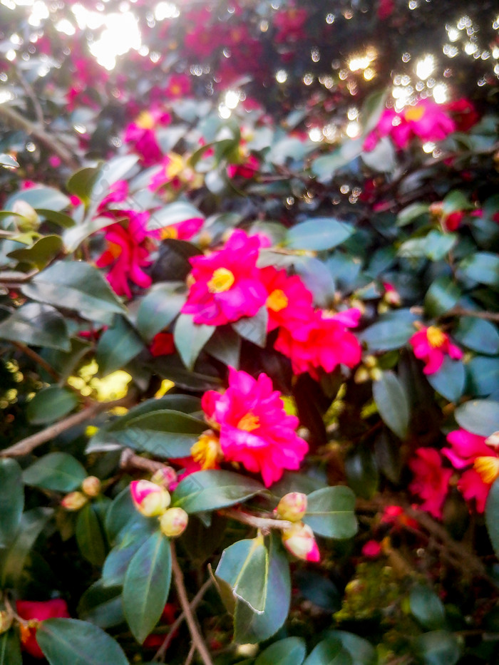 鲜花盛开山茶花摄影图