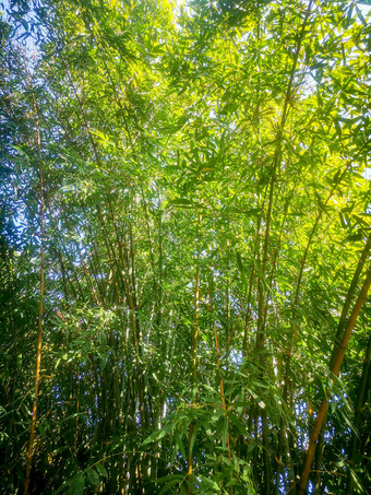 竹林<strong>竹叶</strong>植物摄影图