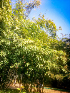 竹林竹叶植物摄影图