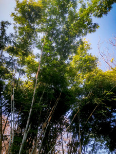 竹林竹叶植物摄影图