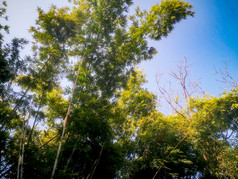 竹林竹叶植物摄影图