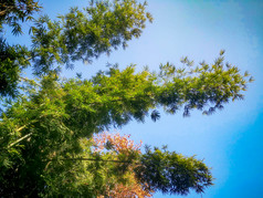 竹叶竹林植物摄影图