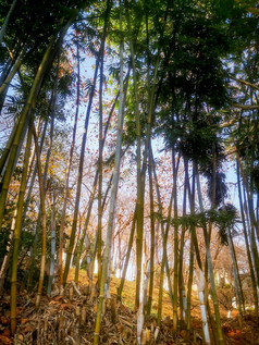竹叶竹林植物摄影图