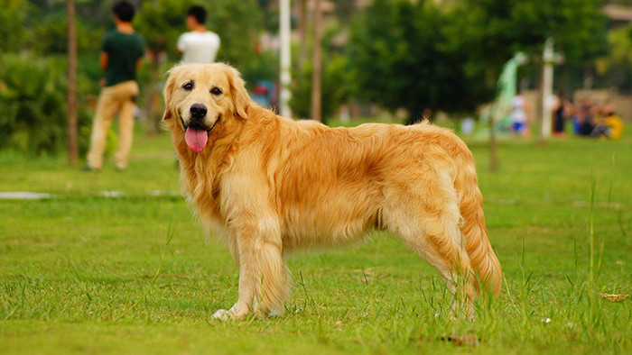 动物狗狗哈哈喘气声