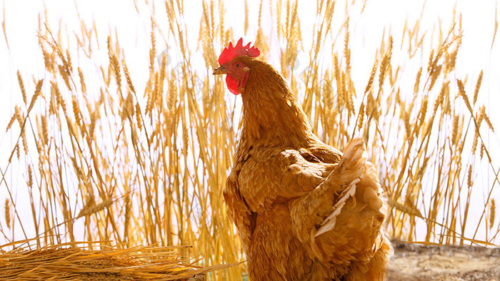 动物音效母鸡咯哒的叫声