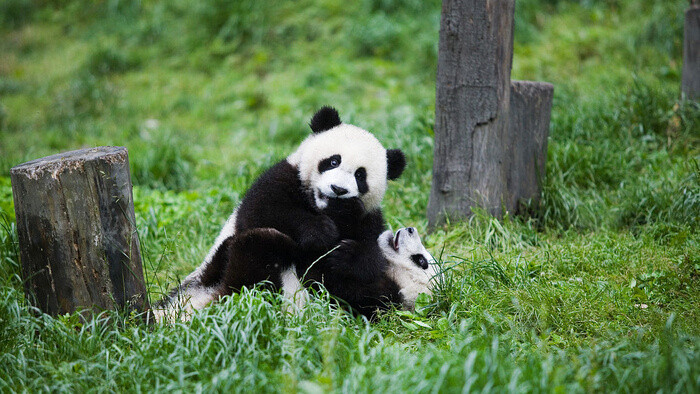 可爱熊猫懒散的叫声