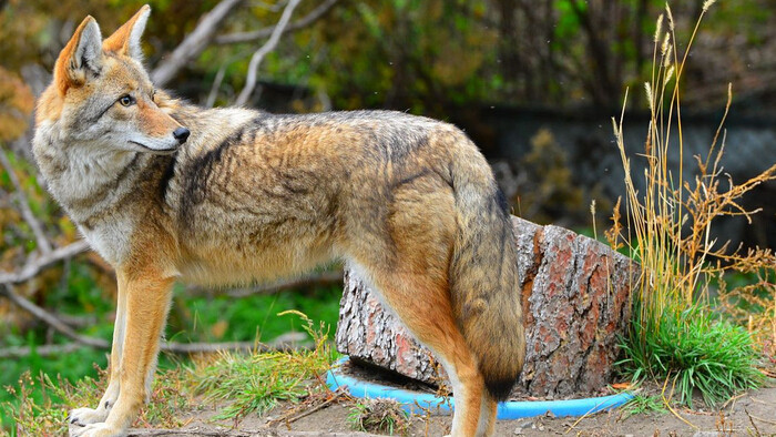一只土狼犬的嚎叫声