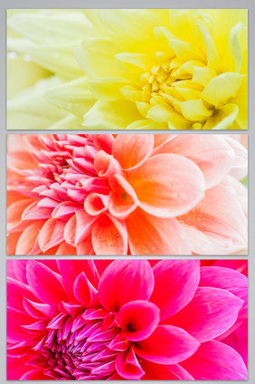 五彩花瓣图片背景图