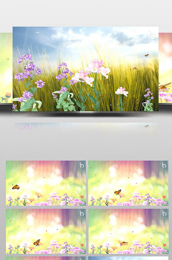 美丽蝴蝶花丛飞舞背景视频素材图片