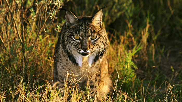 北美猞猁属短尾猫叫声