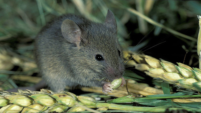 小老鼠叽叽叫的音效模板免费下载_mp3图片设计素材_【包图网】