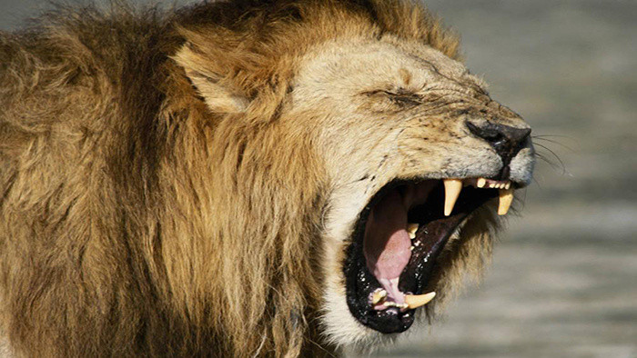 狮子愤怒的吼声音效