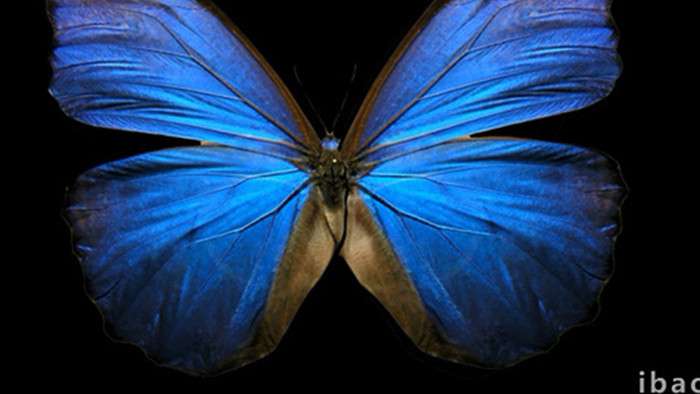 十三款带透明通道漂亮缤纷的蝴蝶飞舞素材