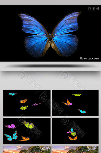 十三款带透明通道漂亮缤纷的蝴蝶飞舞素材图片