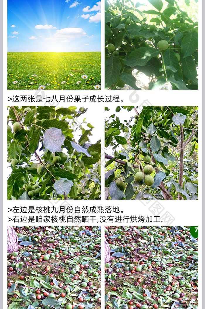 农家新疆纸皮核桃零食干果淘宝天猫详情页