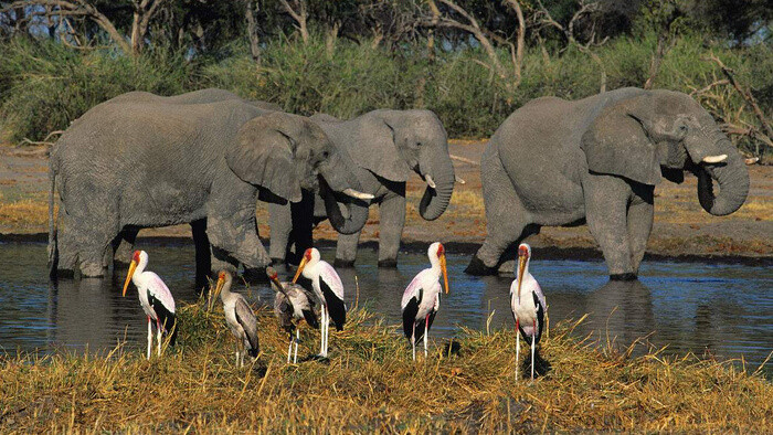 非洲丛林各种动物的声音