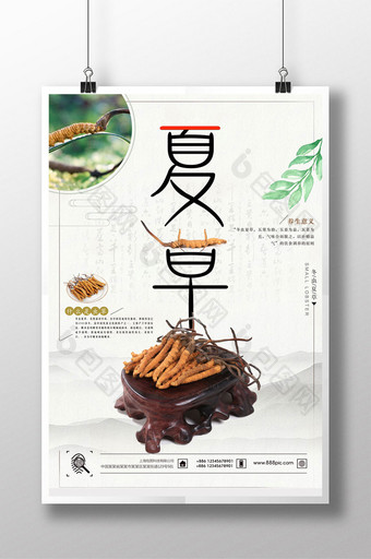 冬虫夏草中国文化海报图片