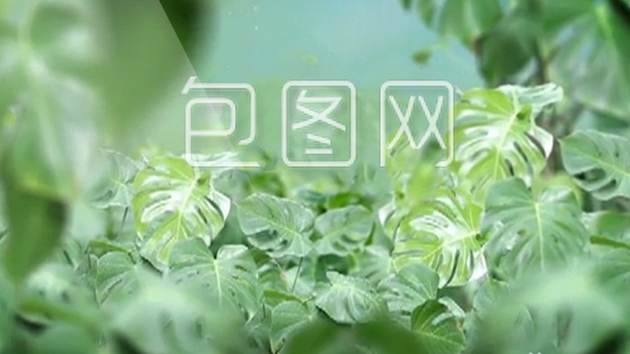 清新神秘的绿色热带雨林文字标题展示AE模