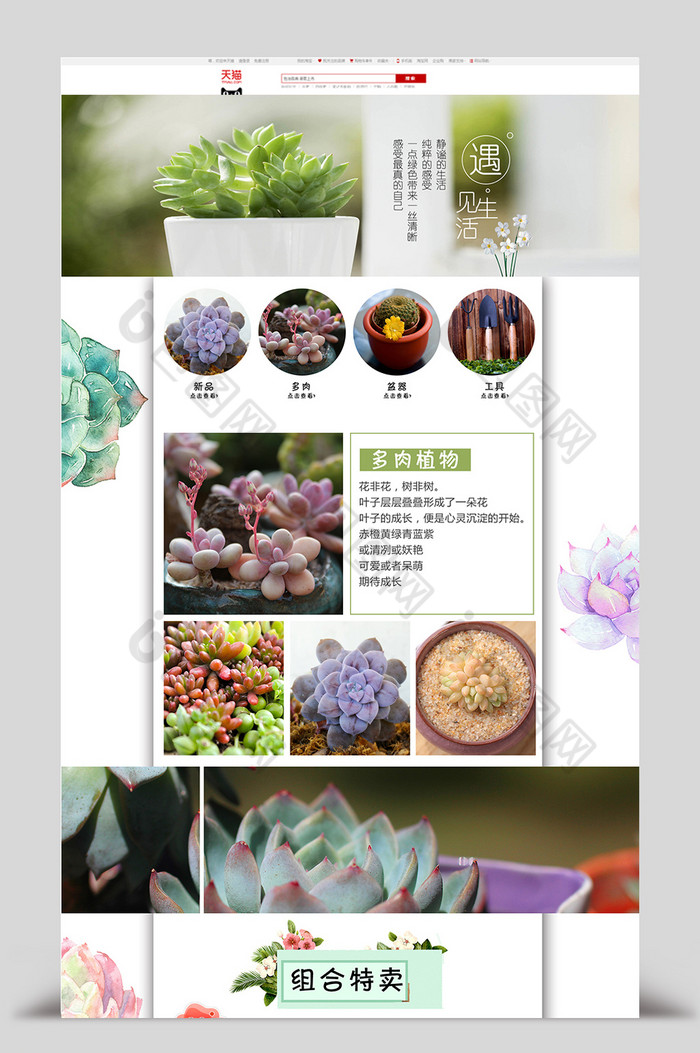 多肉植物盆栽淘宝首页模板图片图片