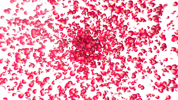 玫瑰花瓣汇聚爱心情人节表白视频素材