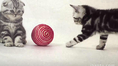 [猫视频素材]图片下载_猫视频素材设计模板大