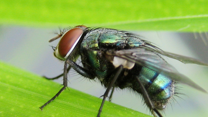 苍蝇飞舞声音嗡嗡嗡